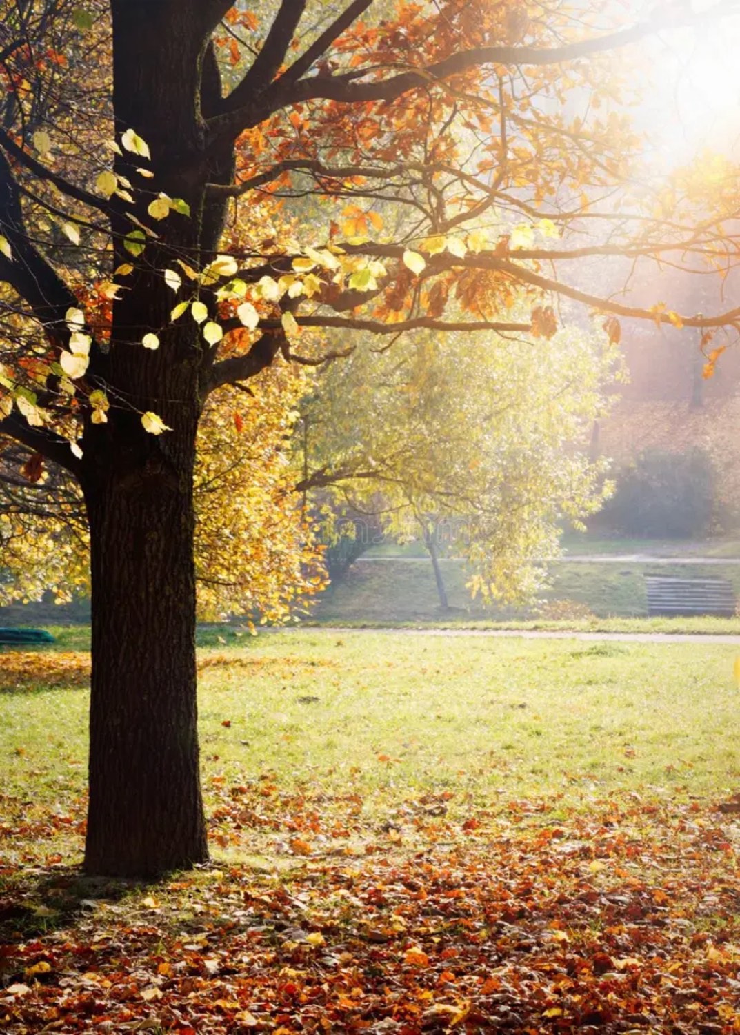Autumn tree in sunlight